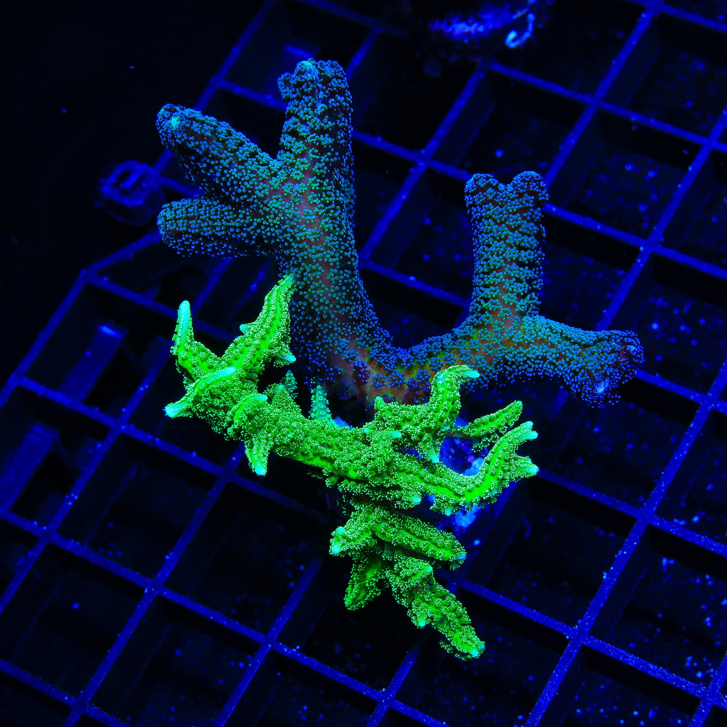 TSA Jade Dragon Combo Birdsnest XL Frag Coral