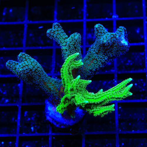 TSA Jade Dragon Combo Birdsnest XL Frag Coral