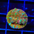 TSA Jail Break Chalice Coral