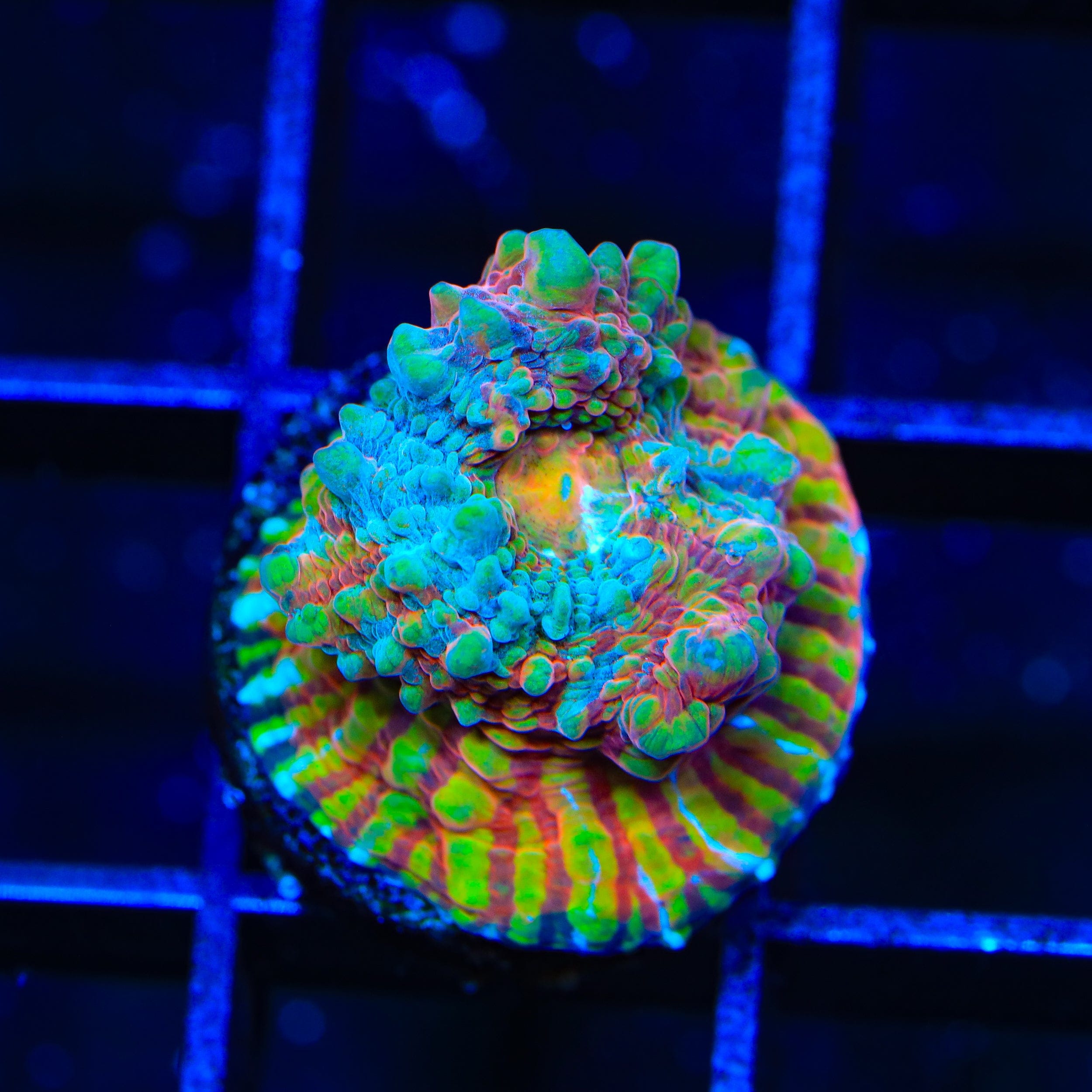 TSA Jail Break Chalice Coral