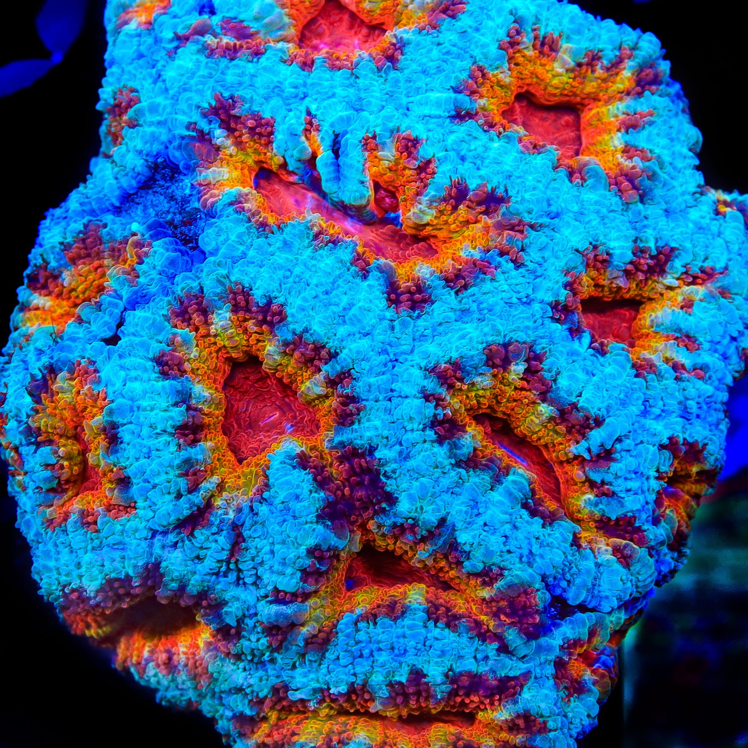 TSA Jelly Belly Acan Coral