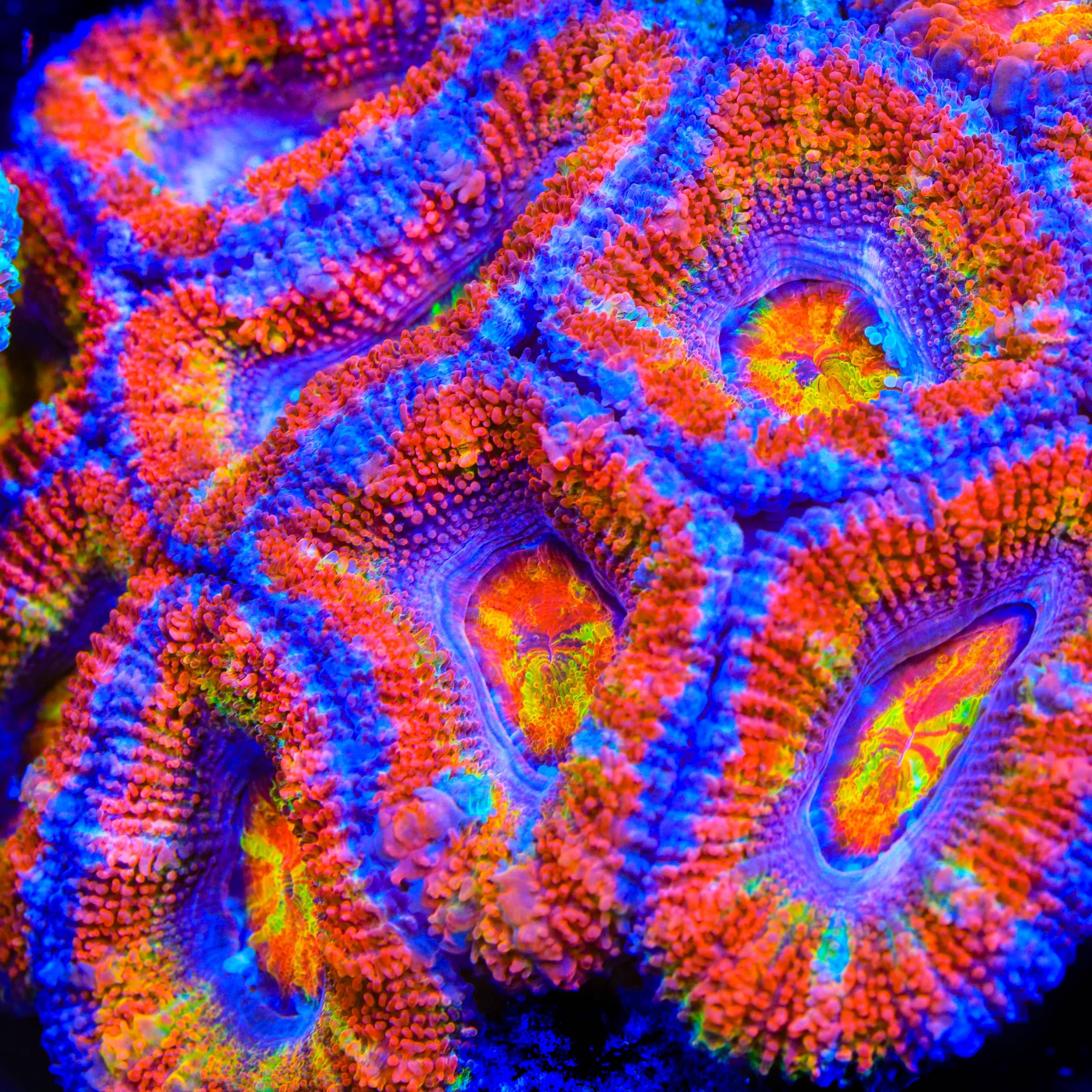 TSA Jellyroll Acan Coral