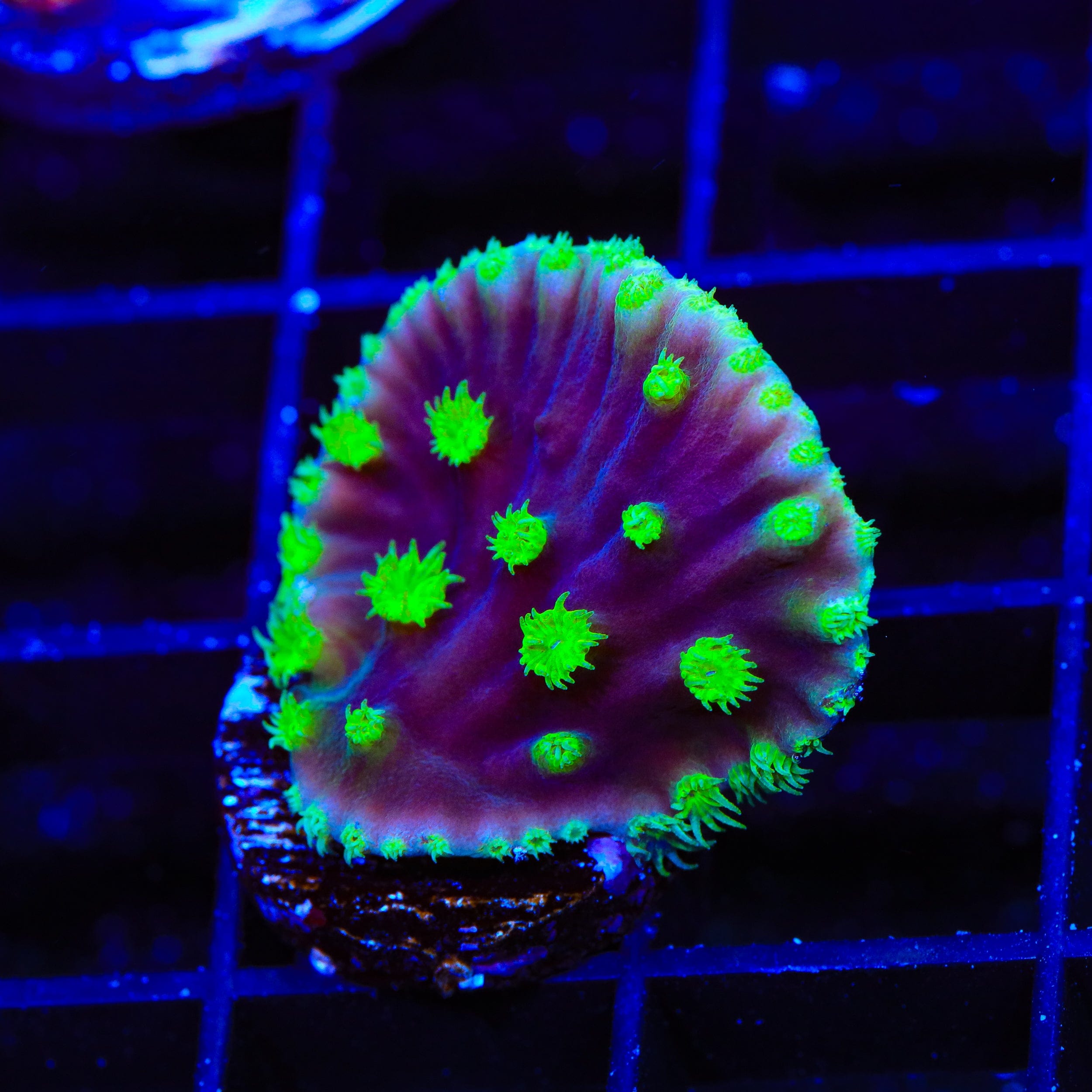 coralcoralページ TSA Joker Scroll Coral – Top Shelf Aquatics