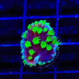 TSA Joker Scroll Coral