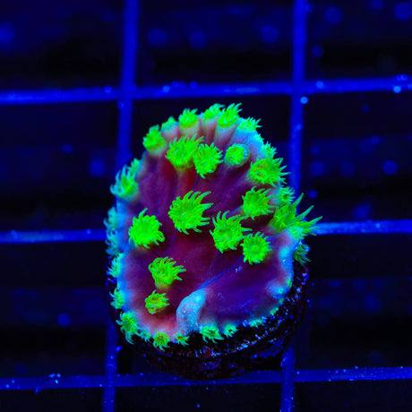 TSA Joker Scroll Coral