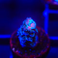 TSA King Curacao Tenuis Acropora Coral