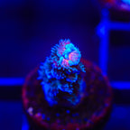 TSA King Curacao Tenuis Acropora Coral