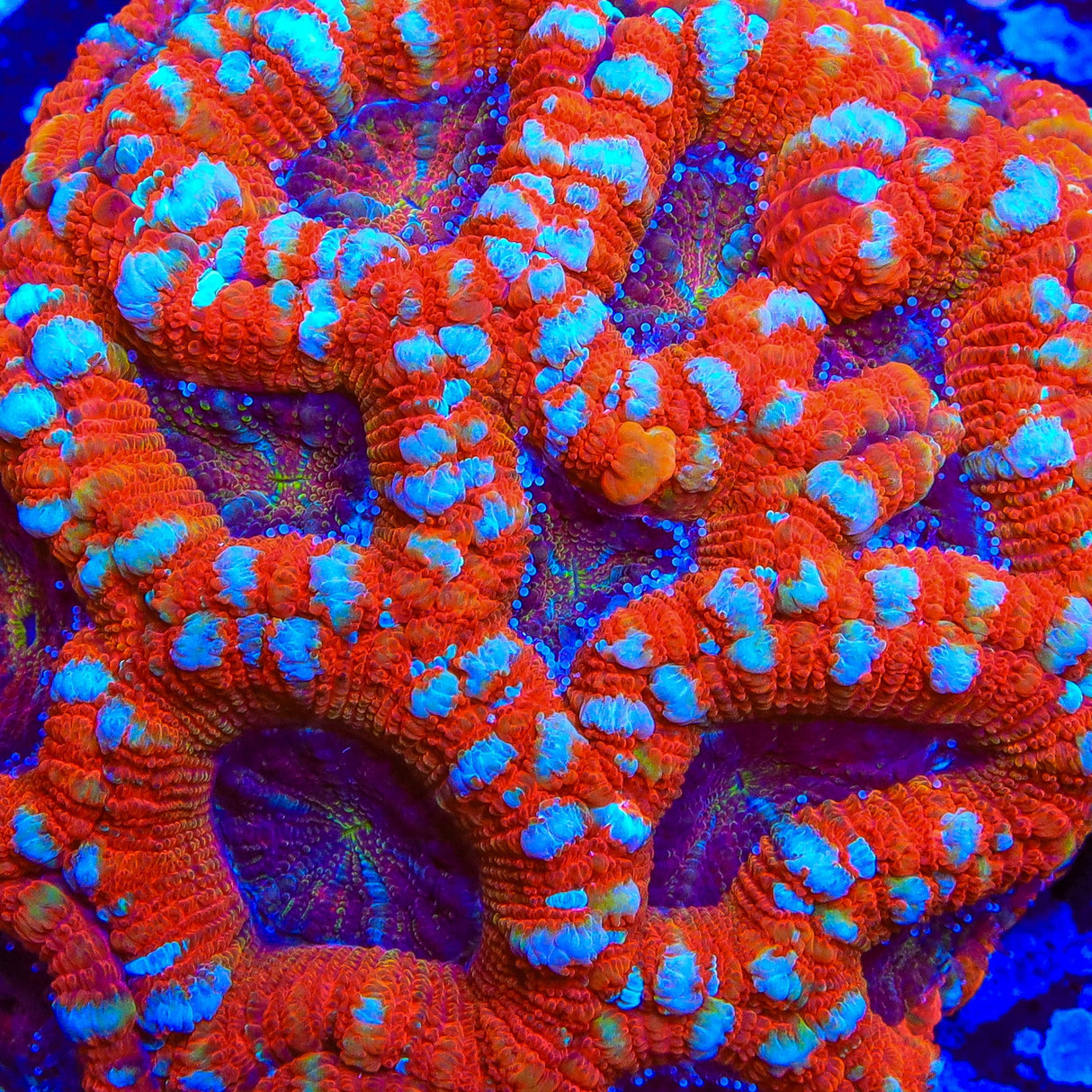 TSA Kings Rangers Acan Coral
