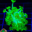 TSA Kryptonite Alveopora Coral