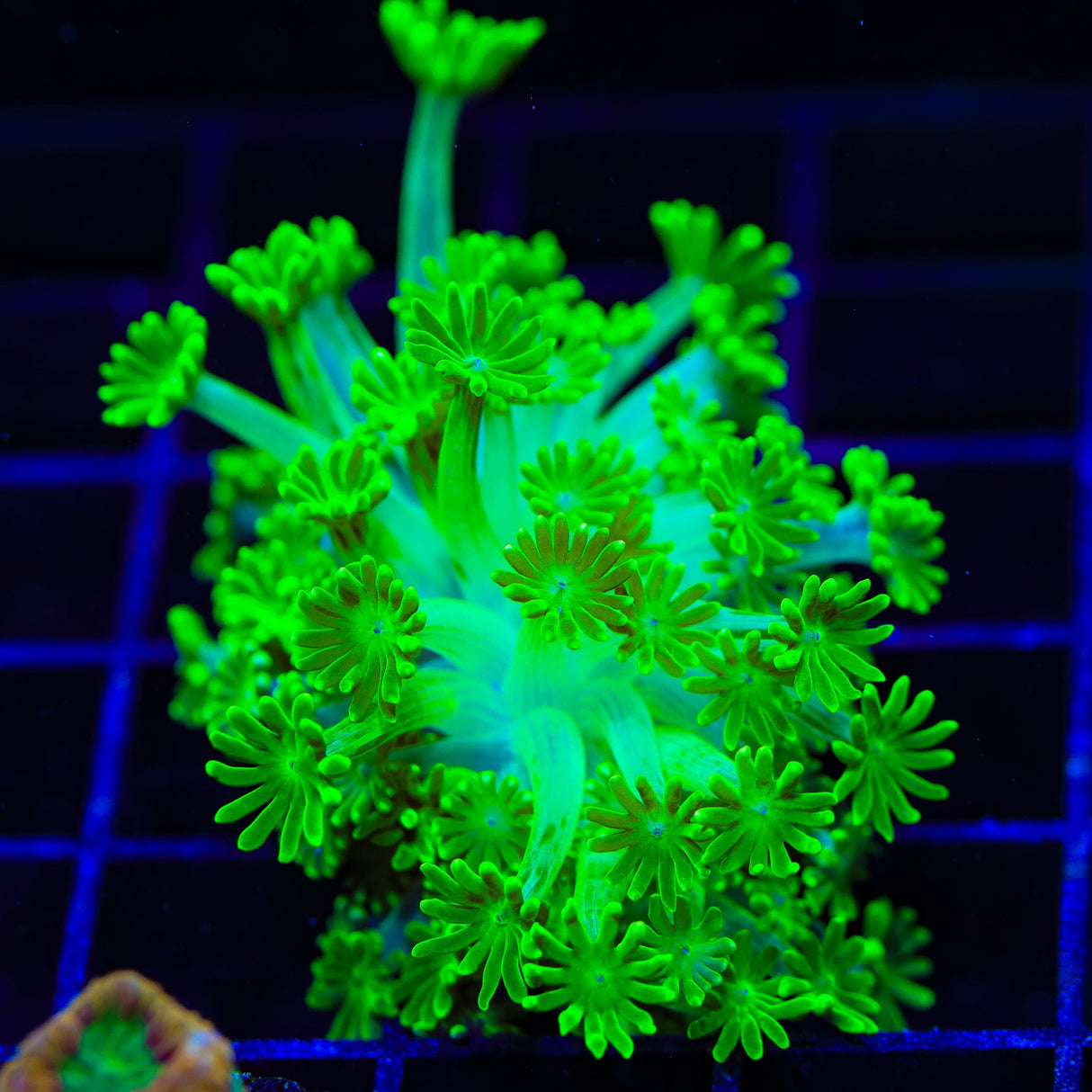 TSA Kryptonite Alveopora Coral