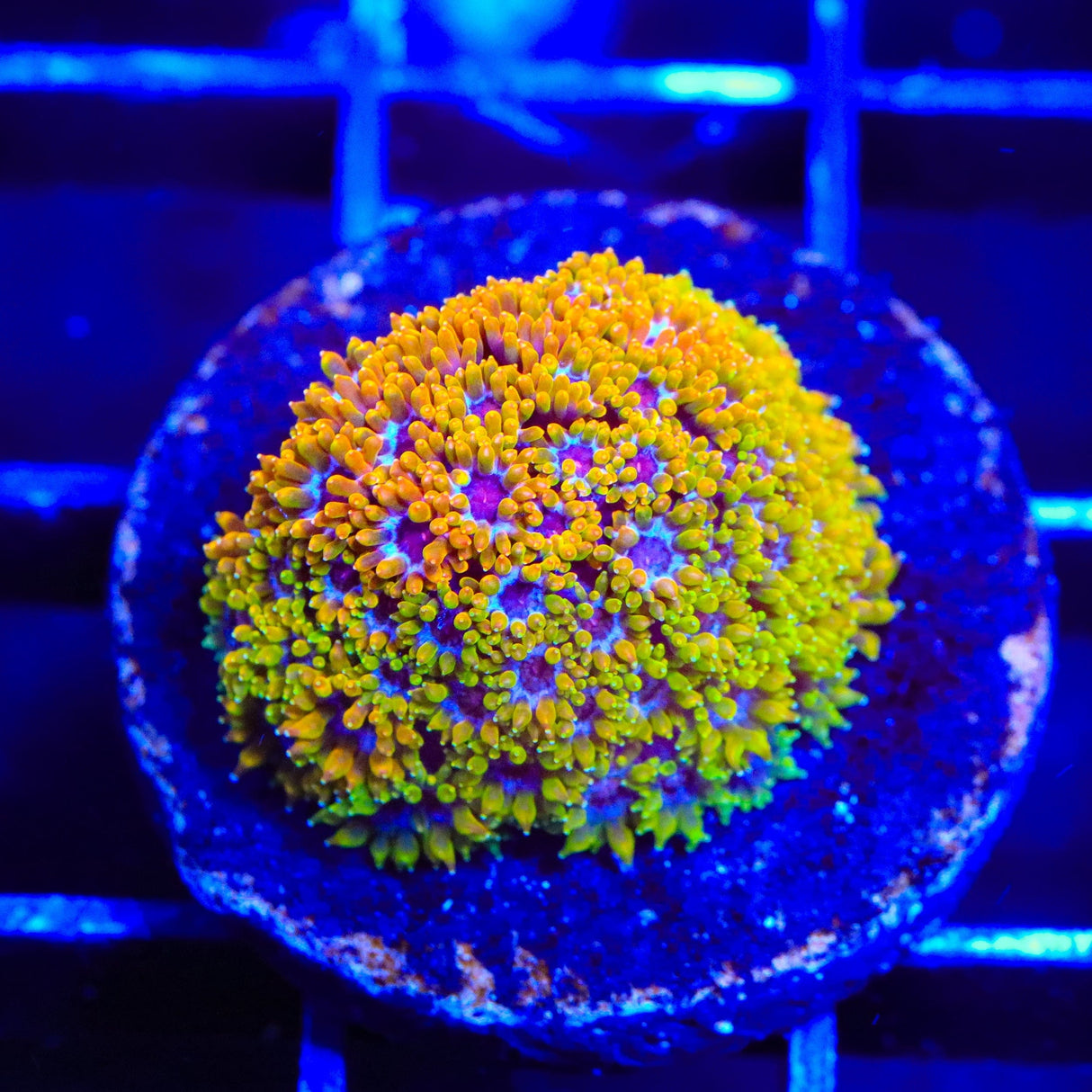 TSA Laffy Taffy Goniopora Coral