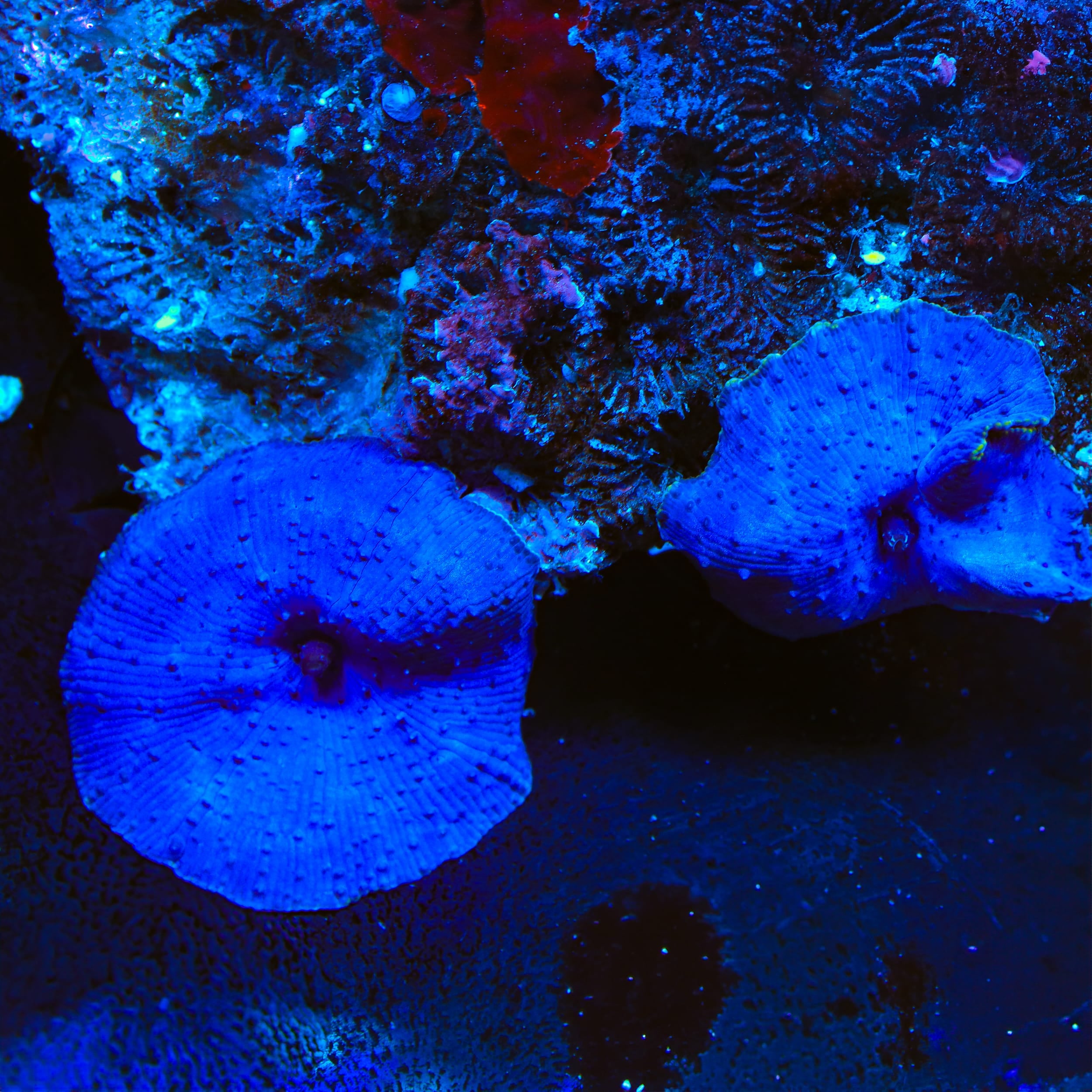 TSA Lagoon Mushroom Coral