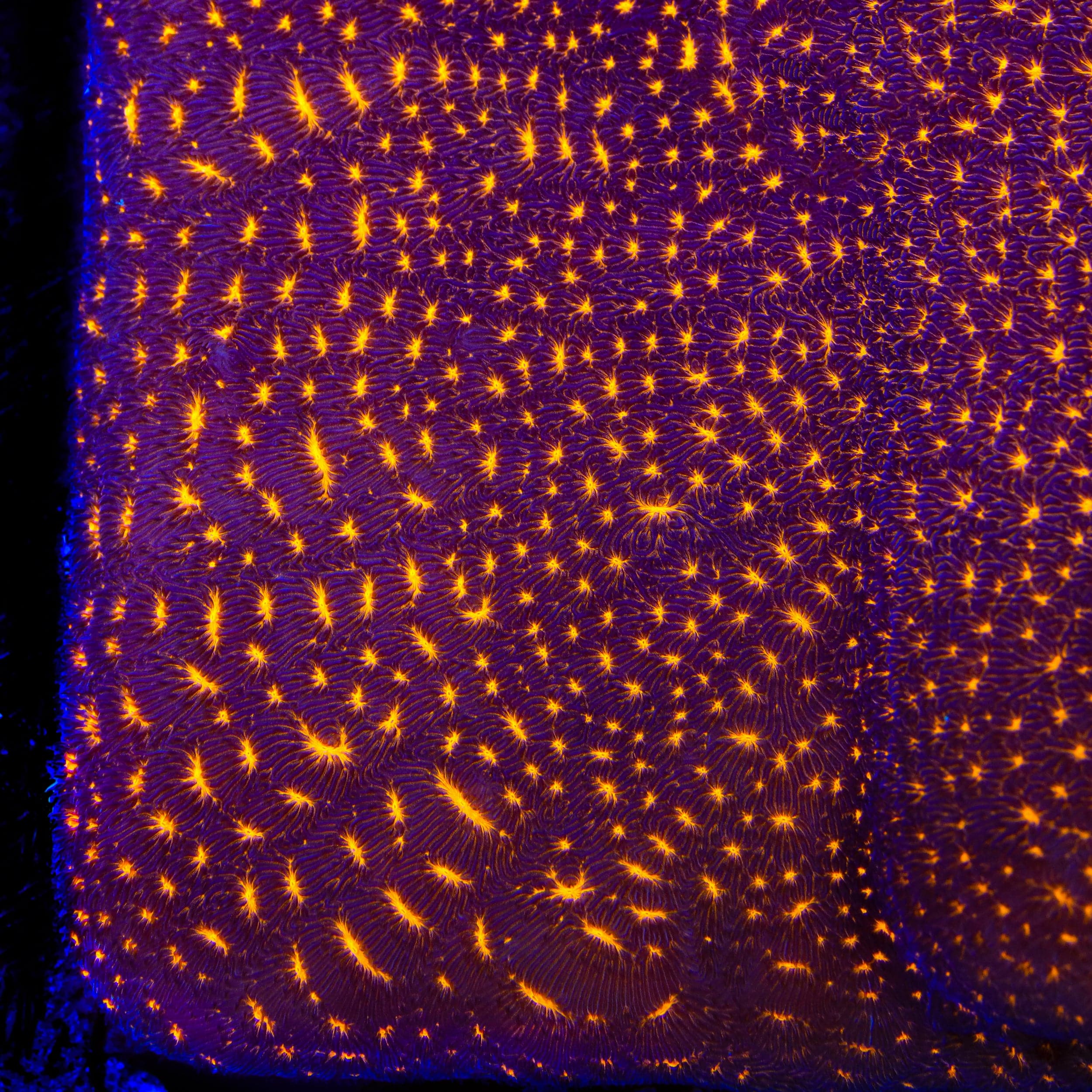 TSA Lava Field Leptoseris Coral