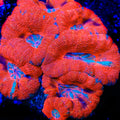 TSA Lava Slide Acan Coral
