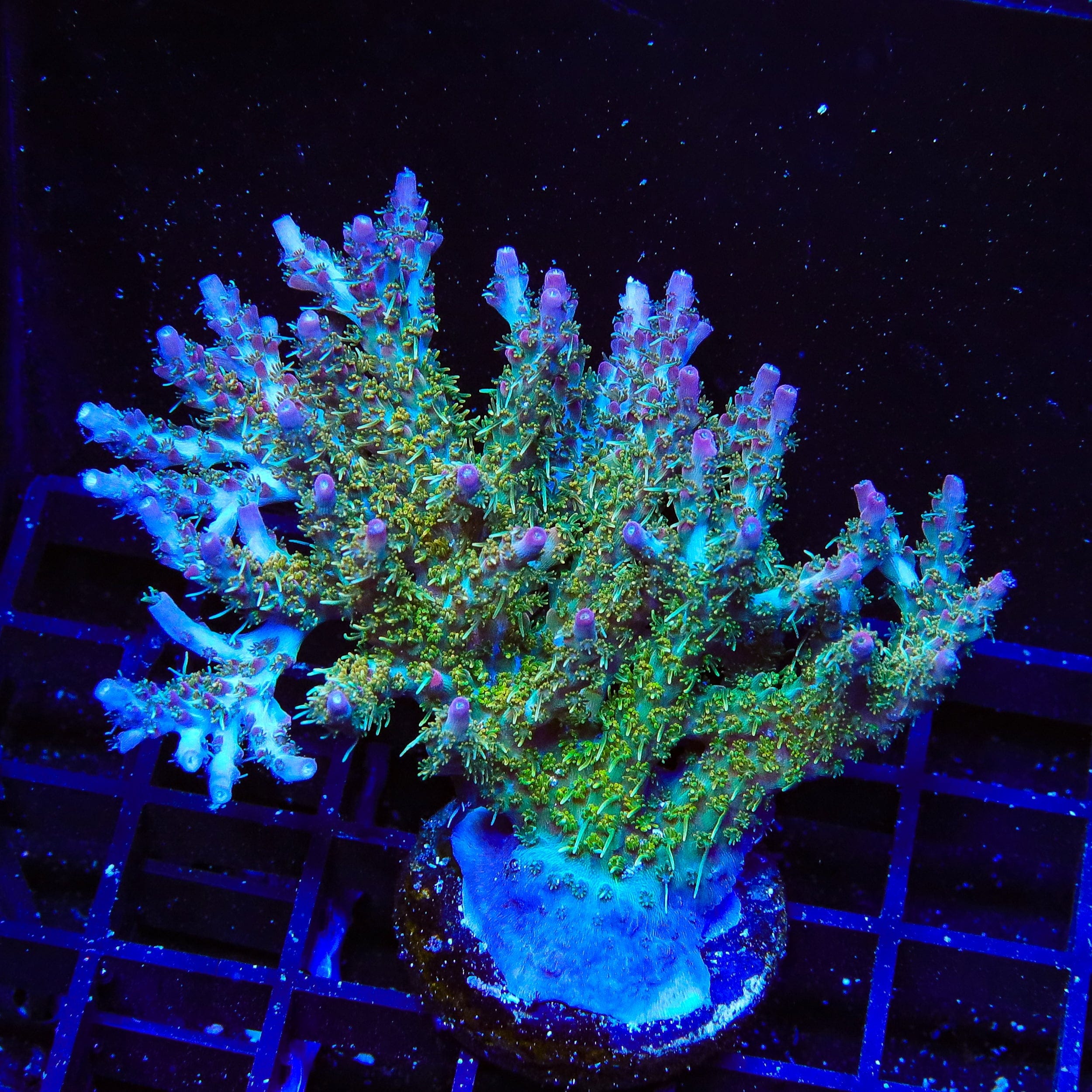 TSA Lavender Haze Acropora Colony Coral – Top Shelf Aquatics