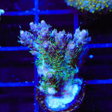TSA Lavender Haze Acropora Coral