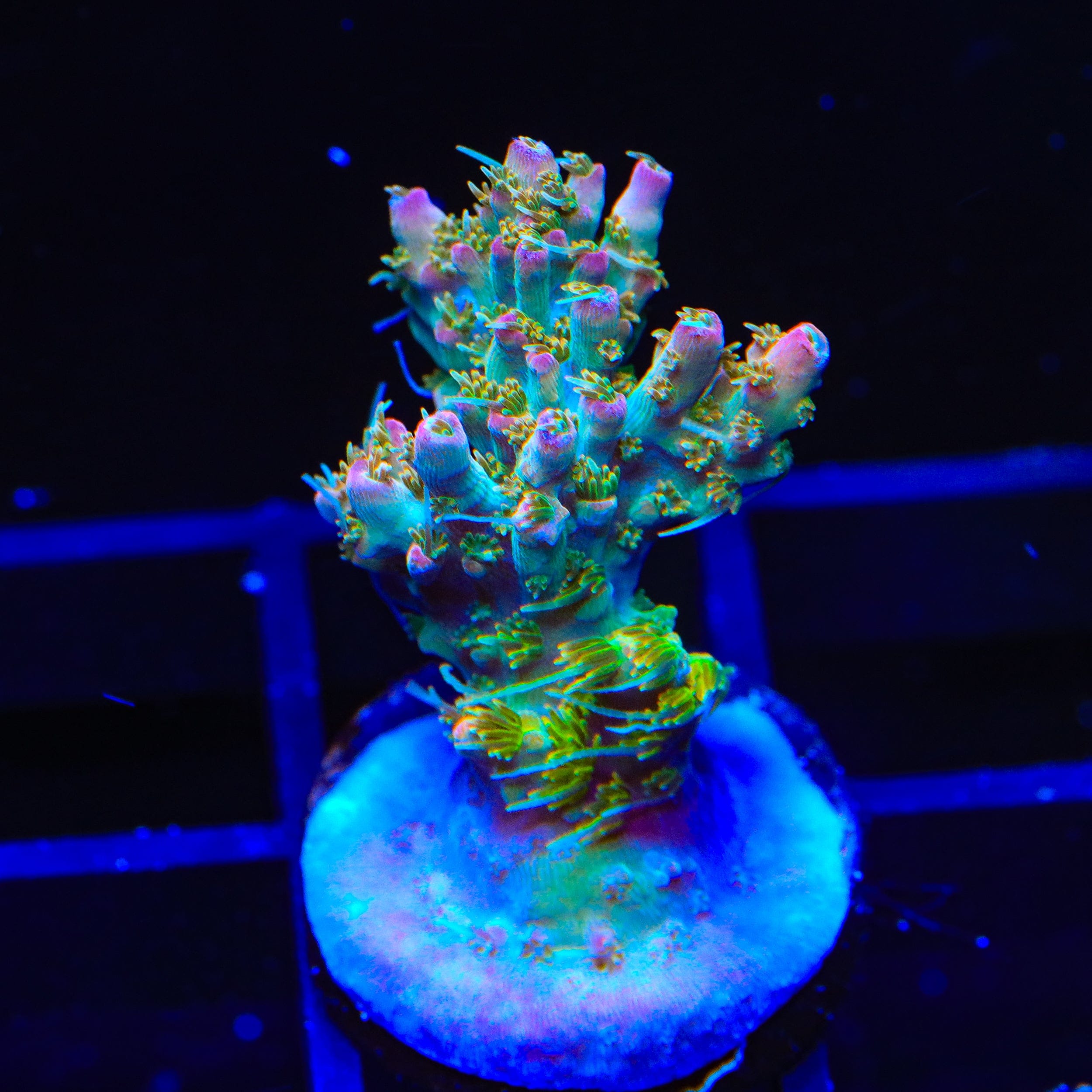 TSA Lavender Haze Acropora Coral