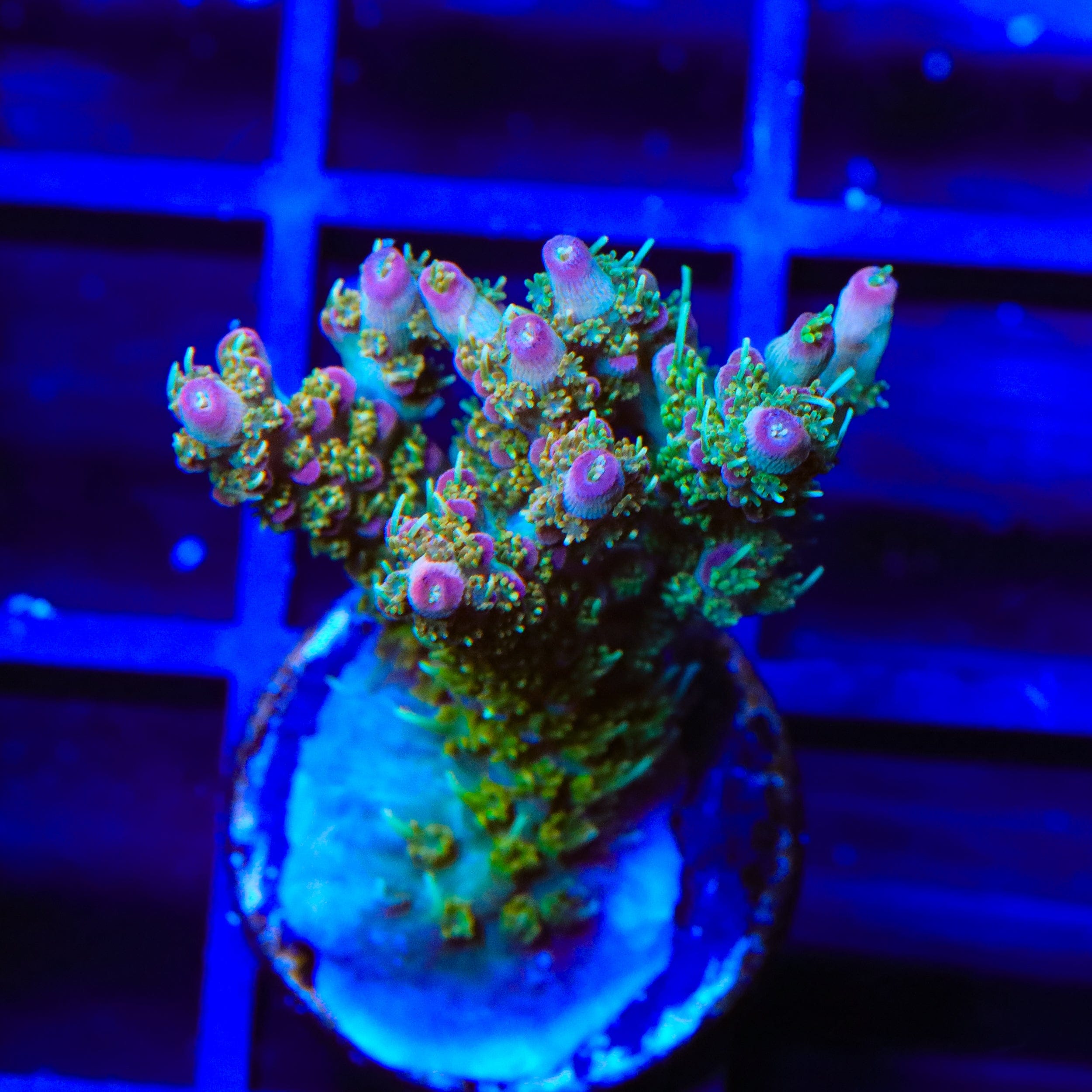 TSA Lavender Haze Acropora XL Frag Coral