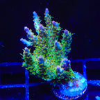 TSA Lavender Haze Acropora XL Frag Coral