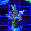 TSA Lavender Haze Acropora XL Frag Coral