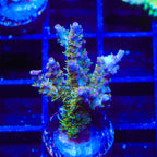 TSA Lavender Haze Acropora XL Frag Coral