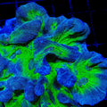 TSA Legacy Pectinia Coral