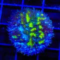 TSA Lemon Frost Hydnophora Coral