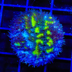 TSA Lemon Frost Hydnophora Coral