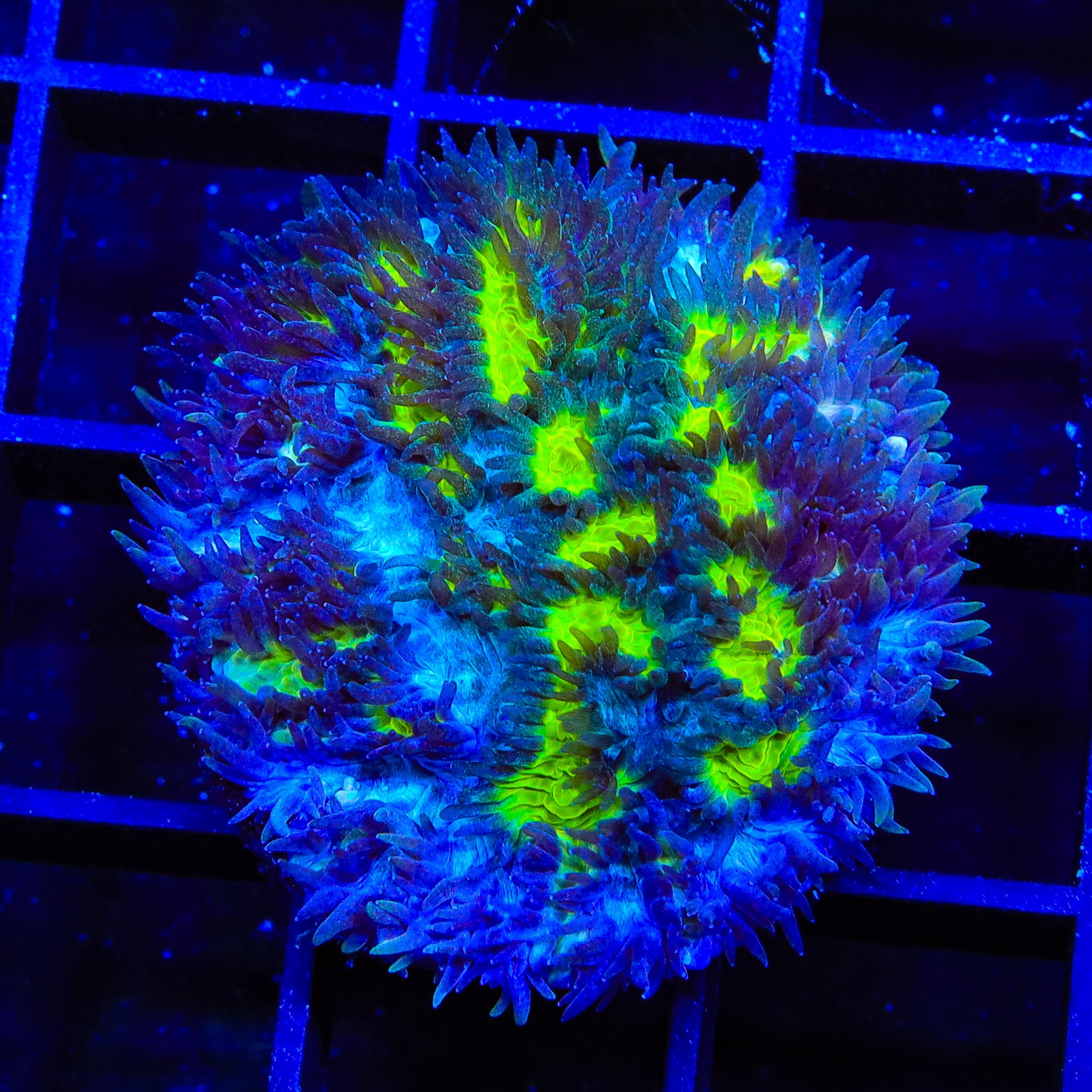 TSA Lemon Frost Hydnophora Coral