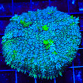 TSA Lemon Slush Mushroom Coral
