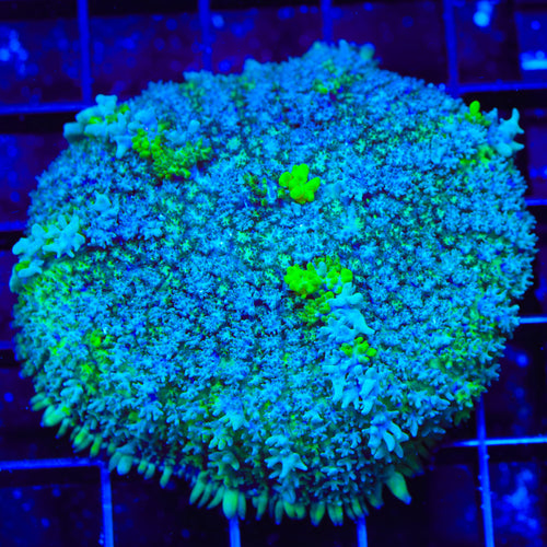 TSA Lemon Slush Mushroom Coral