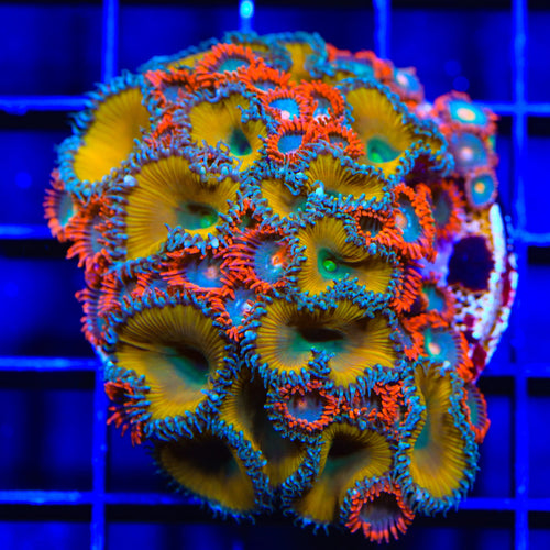 TSA Lemon Twist and Gatorade Combo Zoanthids Colony Coral
