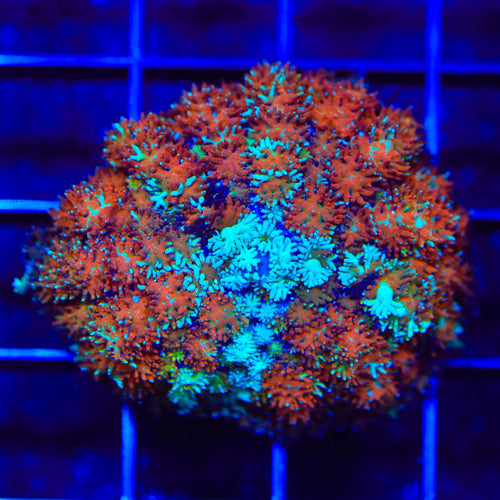 TSA Leprechaun's Gold Mushroom Coral