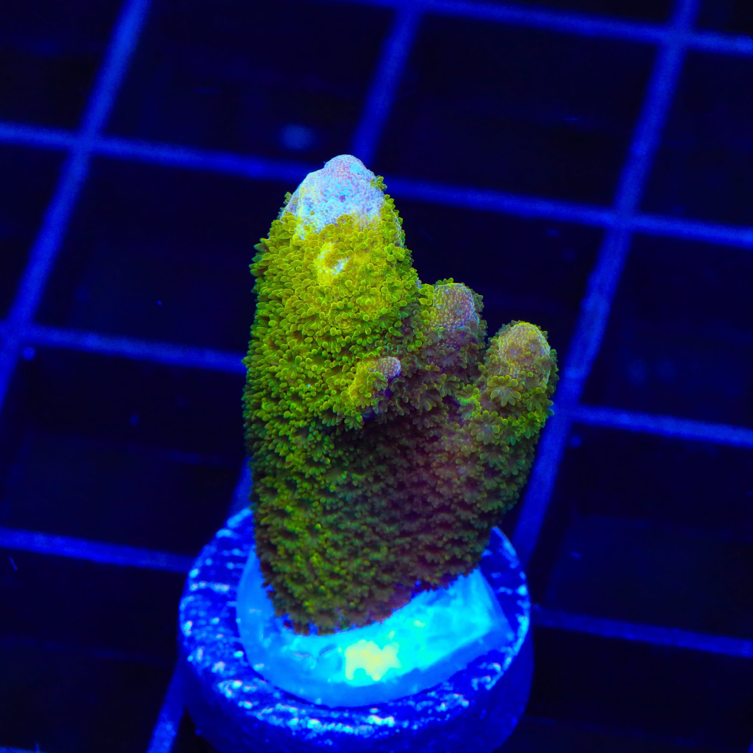 TSA Lime Digitata Montipora Coral – Almost WYSIWYG – Top Shelf
