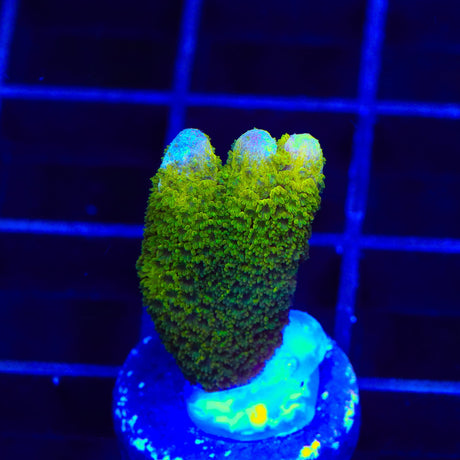 TSA Lime Digitata Montipora Coral