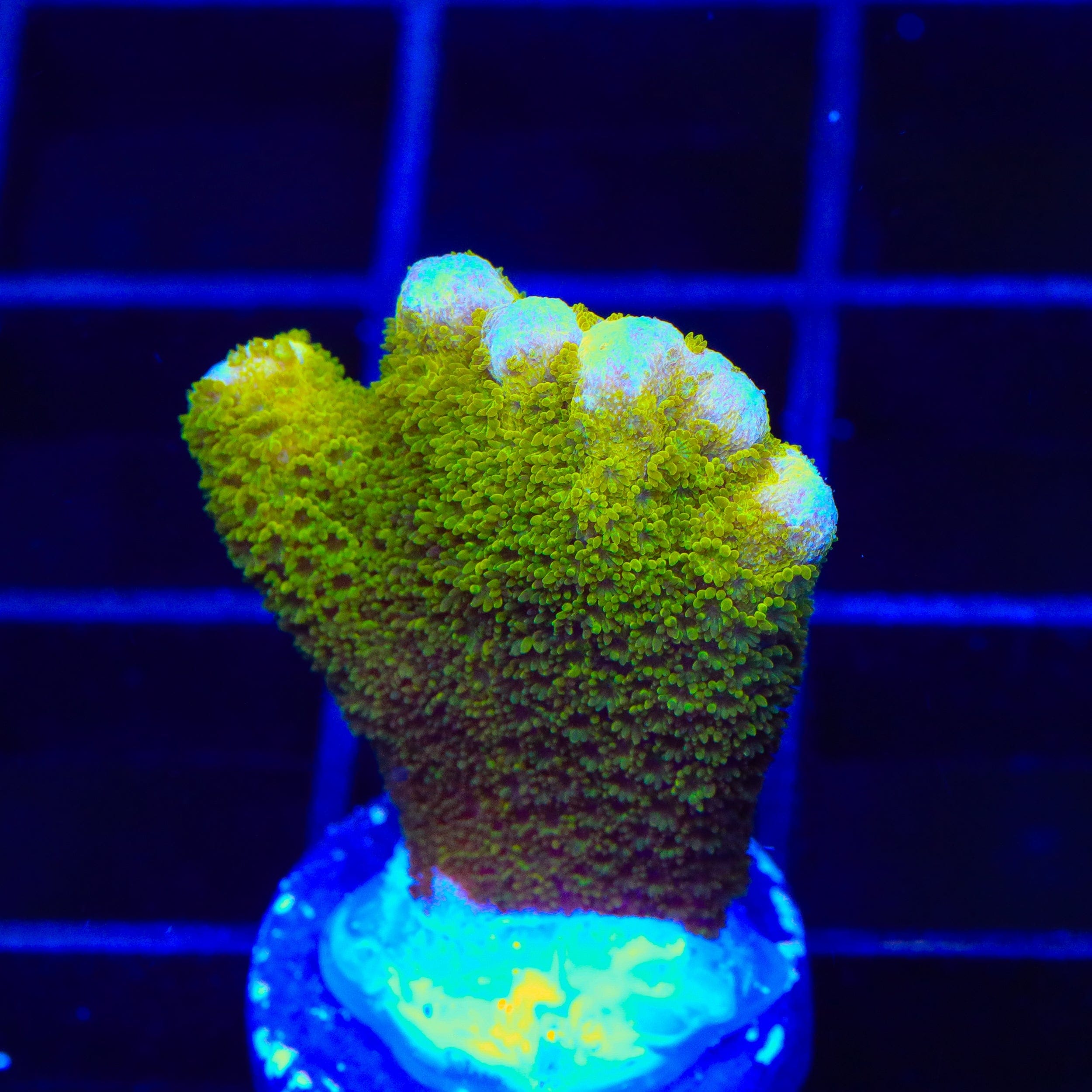TSA Lime Digitata Montipora Coral