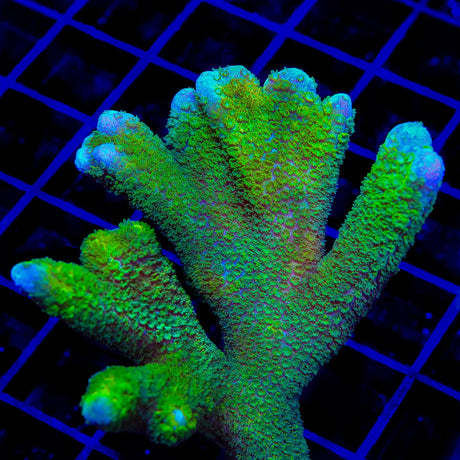 TSA Lime Digitata Montipora Coral