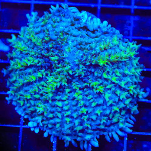 TSA Limeslide  Mushroom Coral