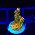 TSA Lion O Acropora Coral