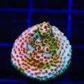TSA Lion O Acropora Coral