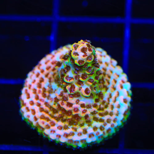 TSA Lion O Acropora Coral