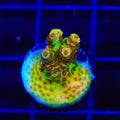 TSA Lion O Acropora Coral