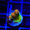 TSA Lion O Acropora Coral