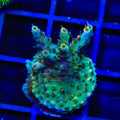 TSA Long Island Acropora Coral