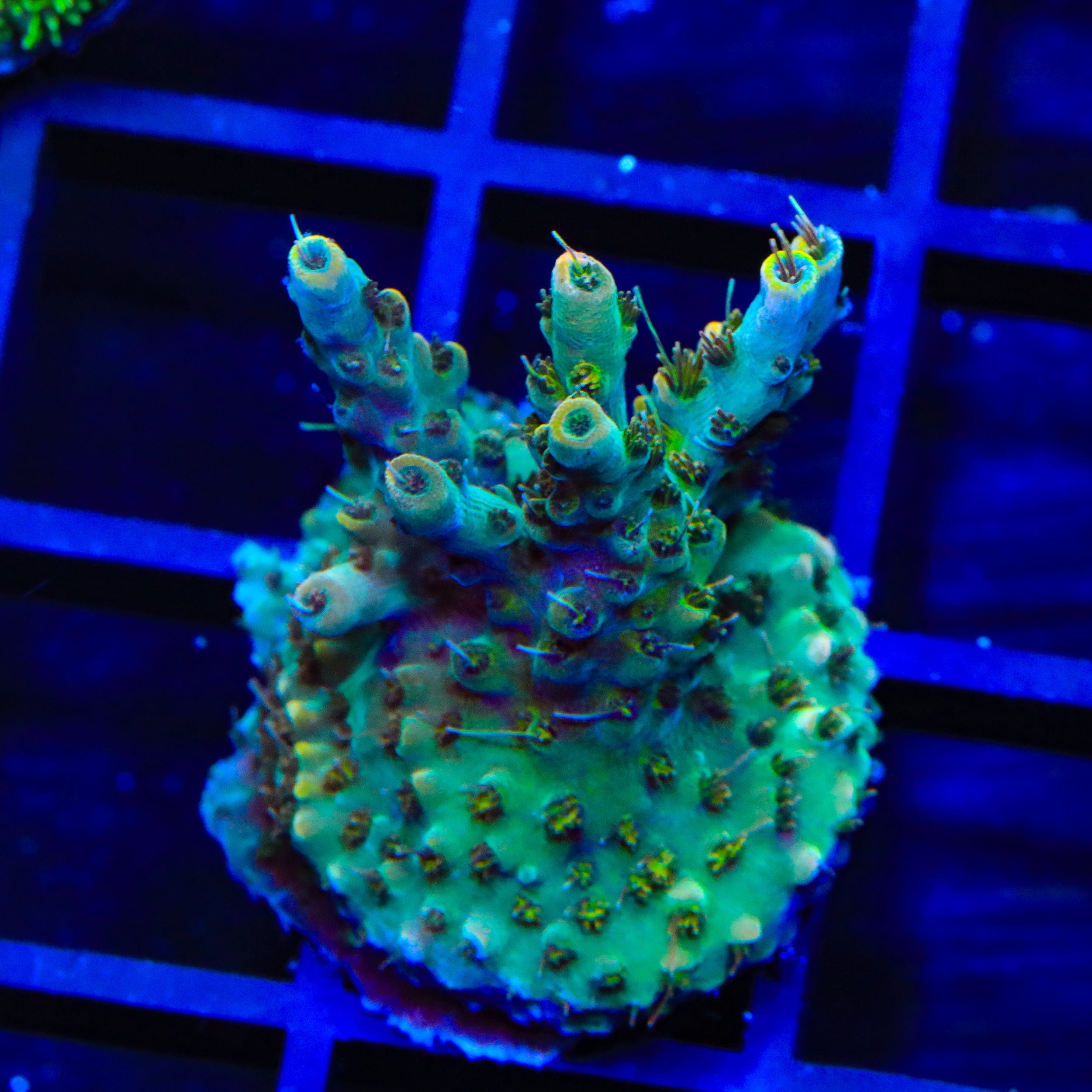 TSA Long Island Acropora Coral