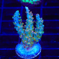 TSA Long Island Acropora Coral