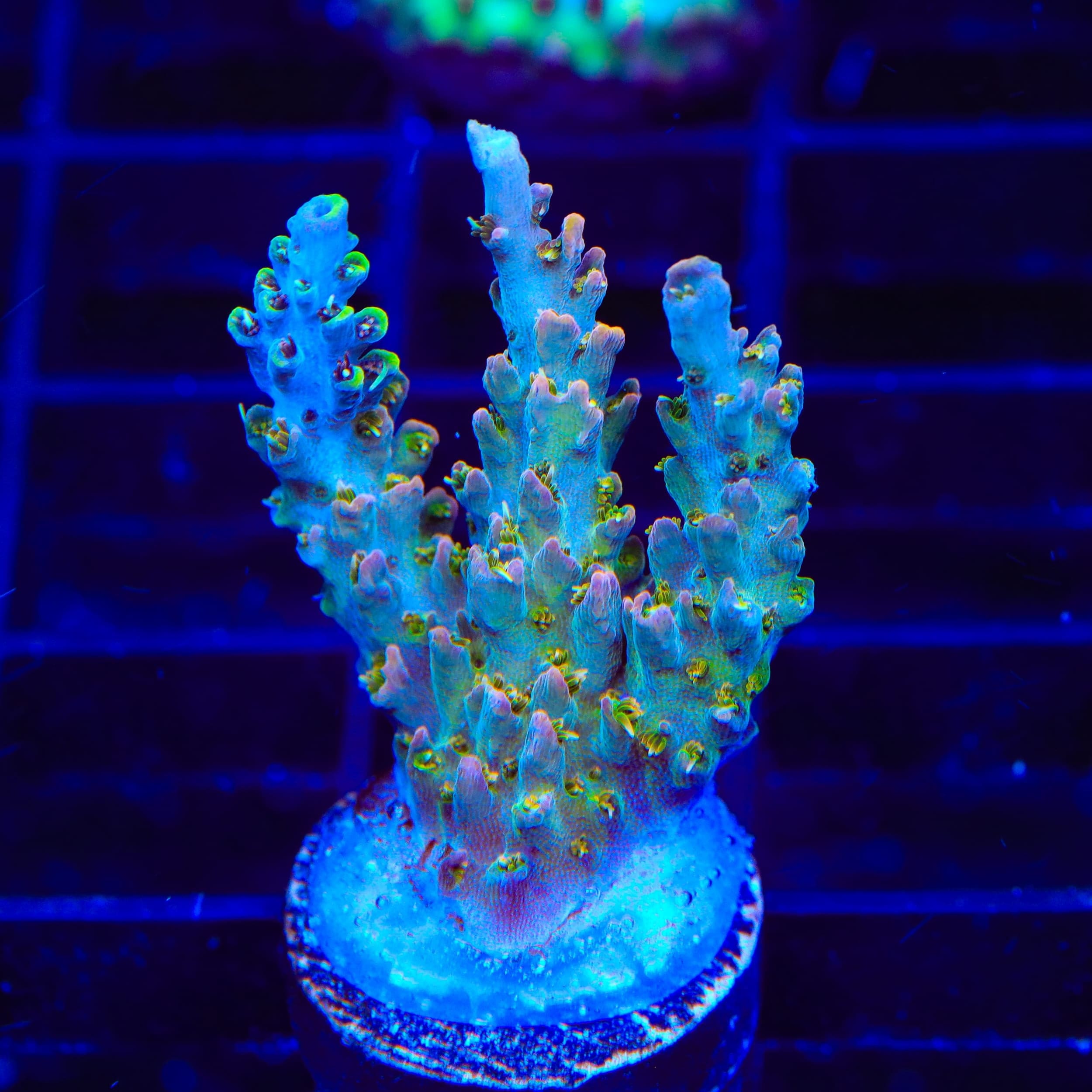 TSA Long Island Acropora Coral