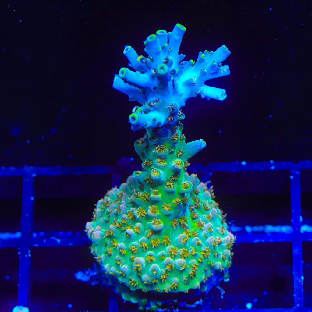 TSA Long Island Acropora Coral
