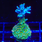 TSA Long Island Acropora Coral