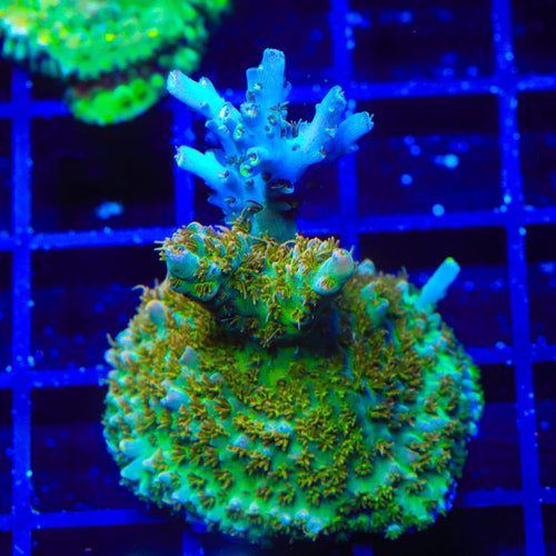 TSA Long Island Acropora Coral